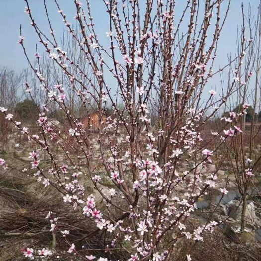 崇州市 红叶碧桃