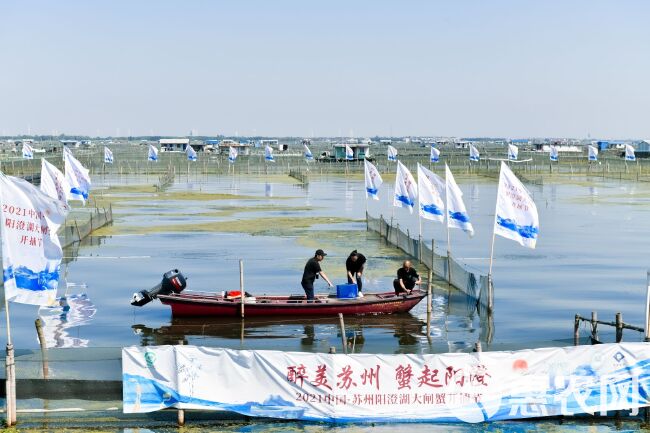 【阳澄湖镇镇大闸蟹，企业单位，佳品】江苏大闸蟹产地直发，礼盒装