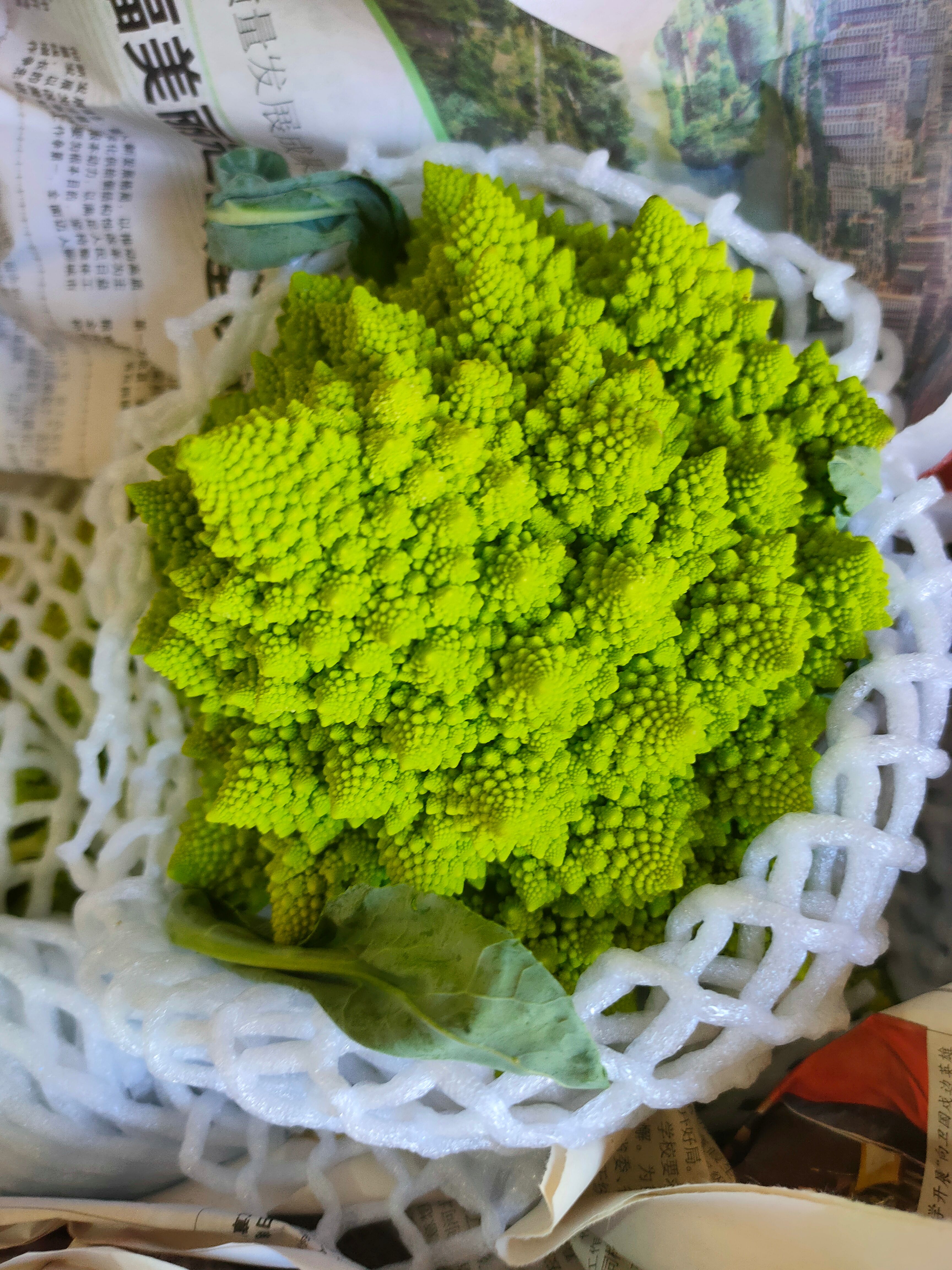 宝塔菜花  现货供应，宝塔花菜，宝塔花椰菜，基地直发