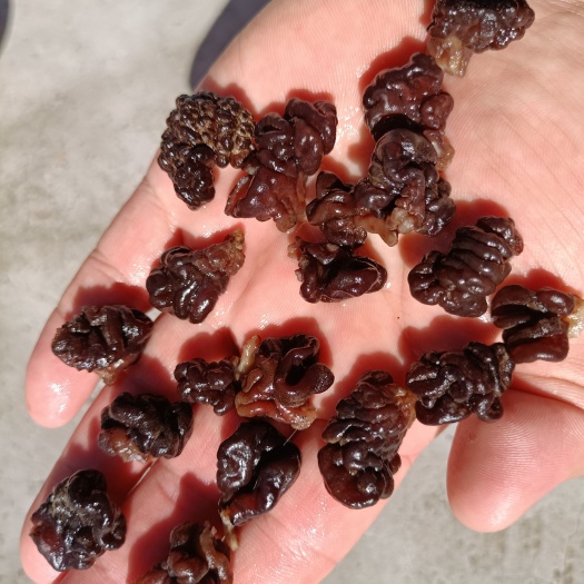井陉县小核桃菌又名猴脑菌也叫玛咖菌1.2和2.0规格不用改刀整个用