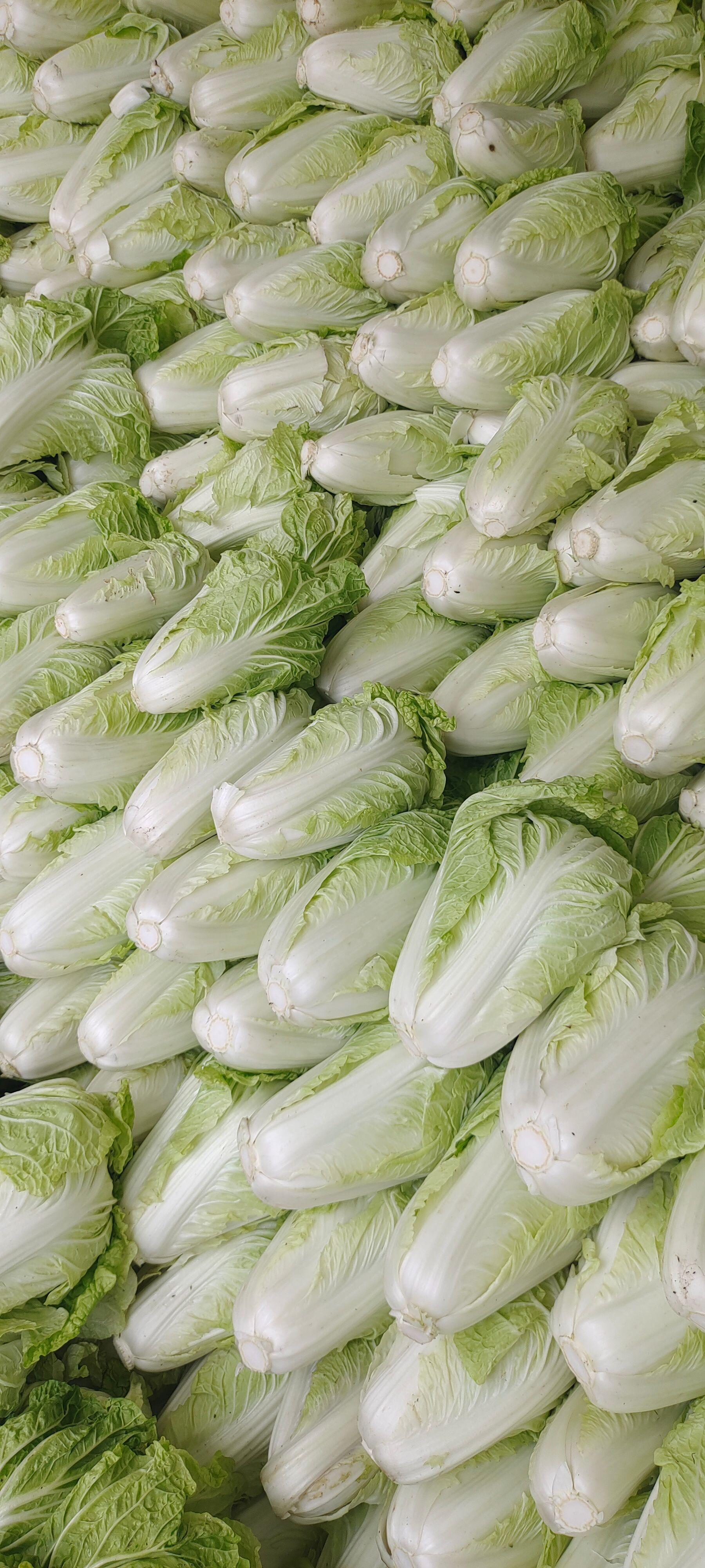 夏阳白菜，山东白菜大量供应，泰安白菜，抗热王白菜