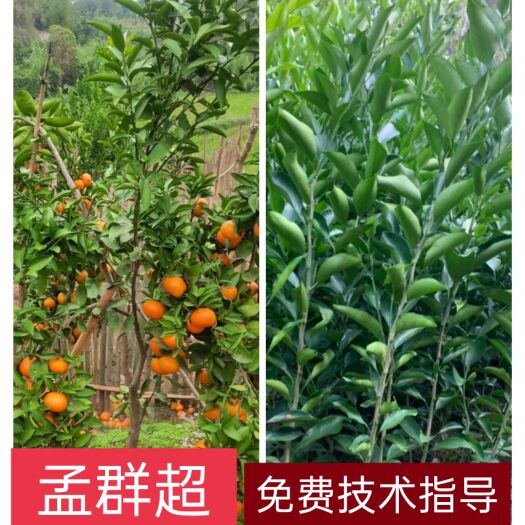 达州爱媛38号柑桔苗  各种精品柑橘苗，爱媛38号，现挖现发，基地直发