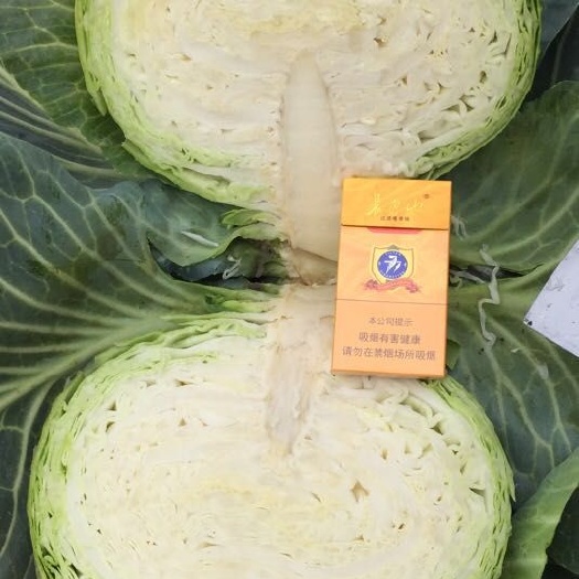 山阴县圆包菜 供应大量包菜