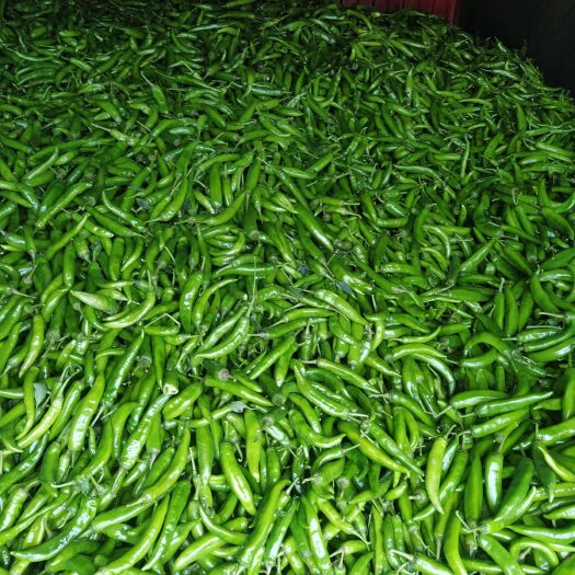 岳阳青尖椒（质量稳定)大家订货价格可以优惠