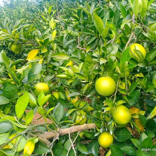  冰糖橙
