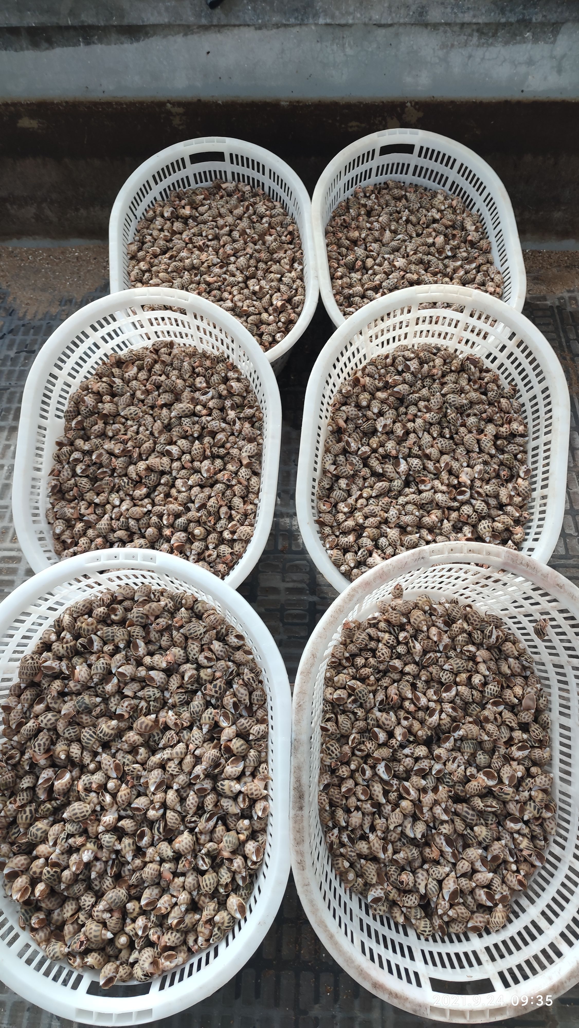 东风螺花螺香螺海螺