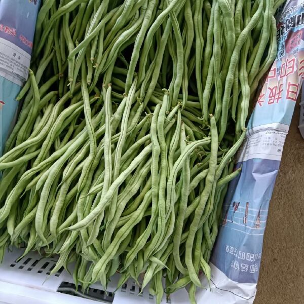 无筋四季豆 无筋豆（龙豆）