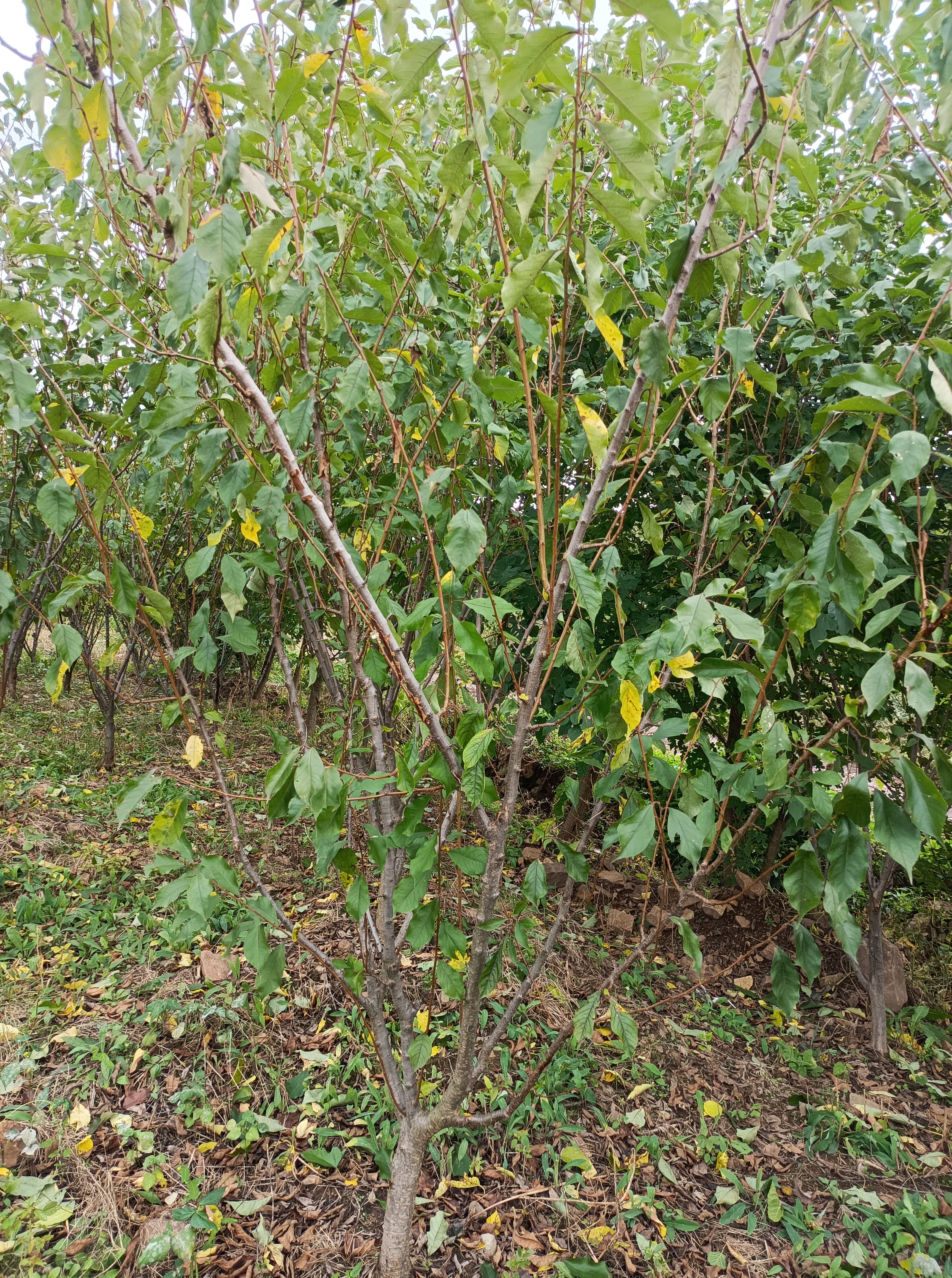 李子树苗  黄李子树，金西梅树，5-7年生，结果期