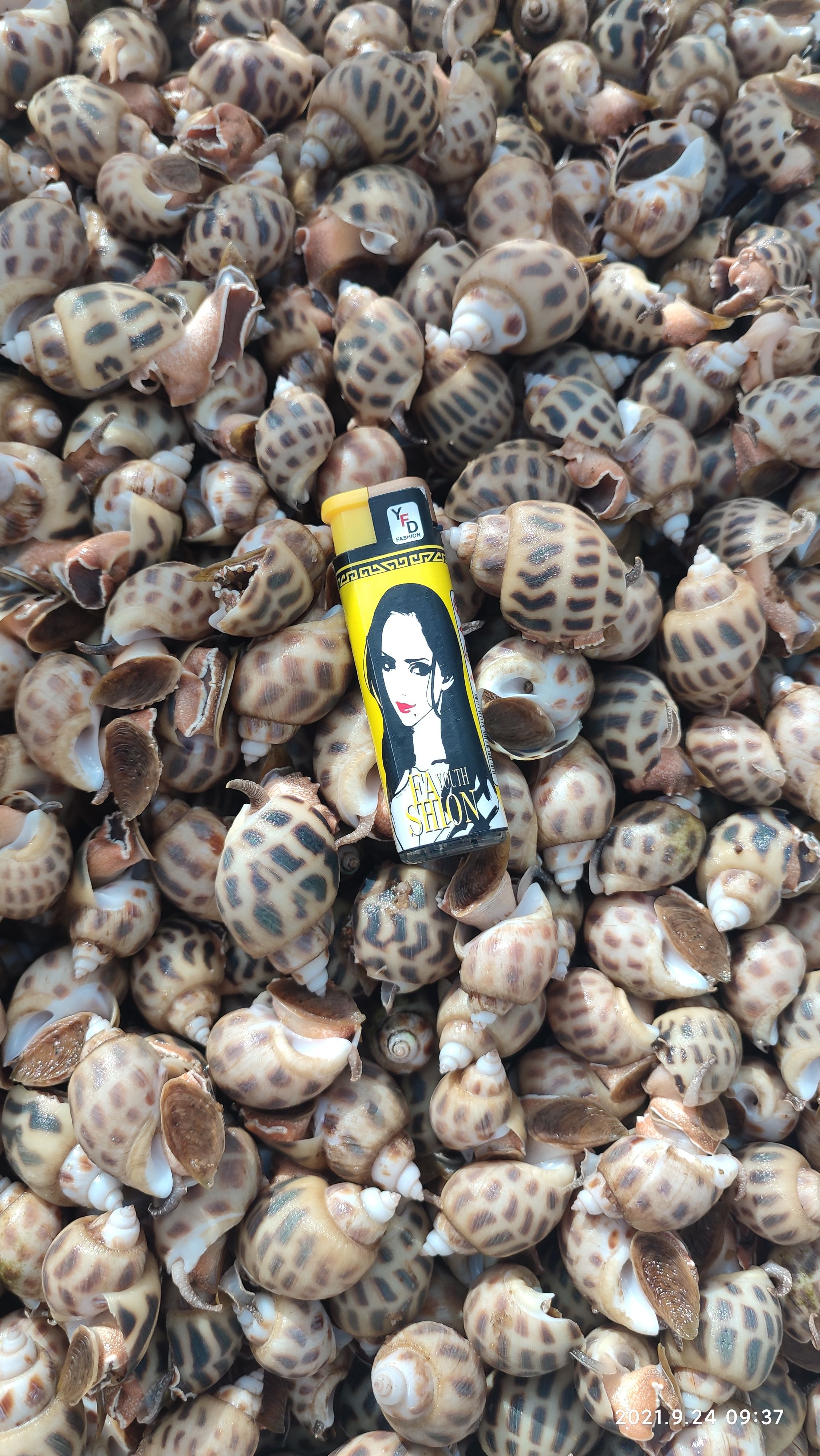 东风螺花螺香螺海螺