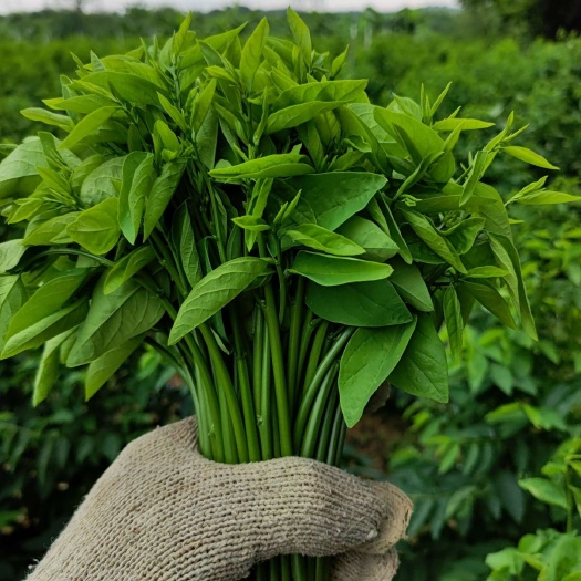 四会市树仔菜鲜品一等