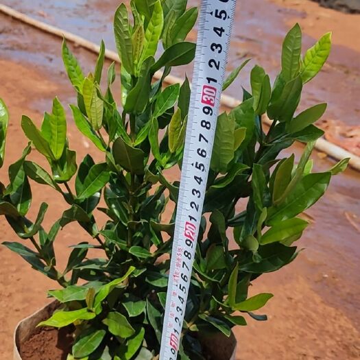 海口龙船花 小叶龙船