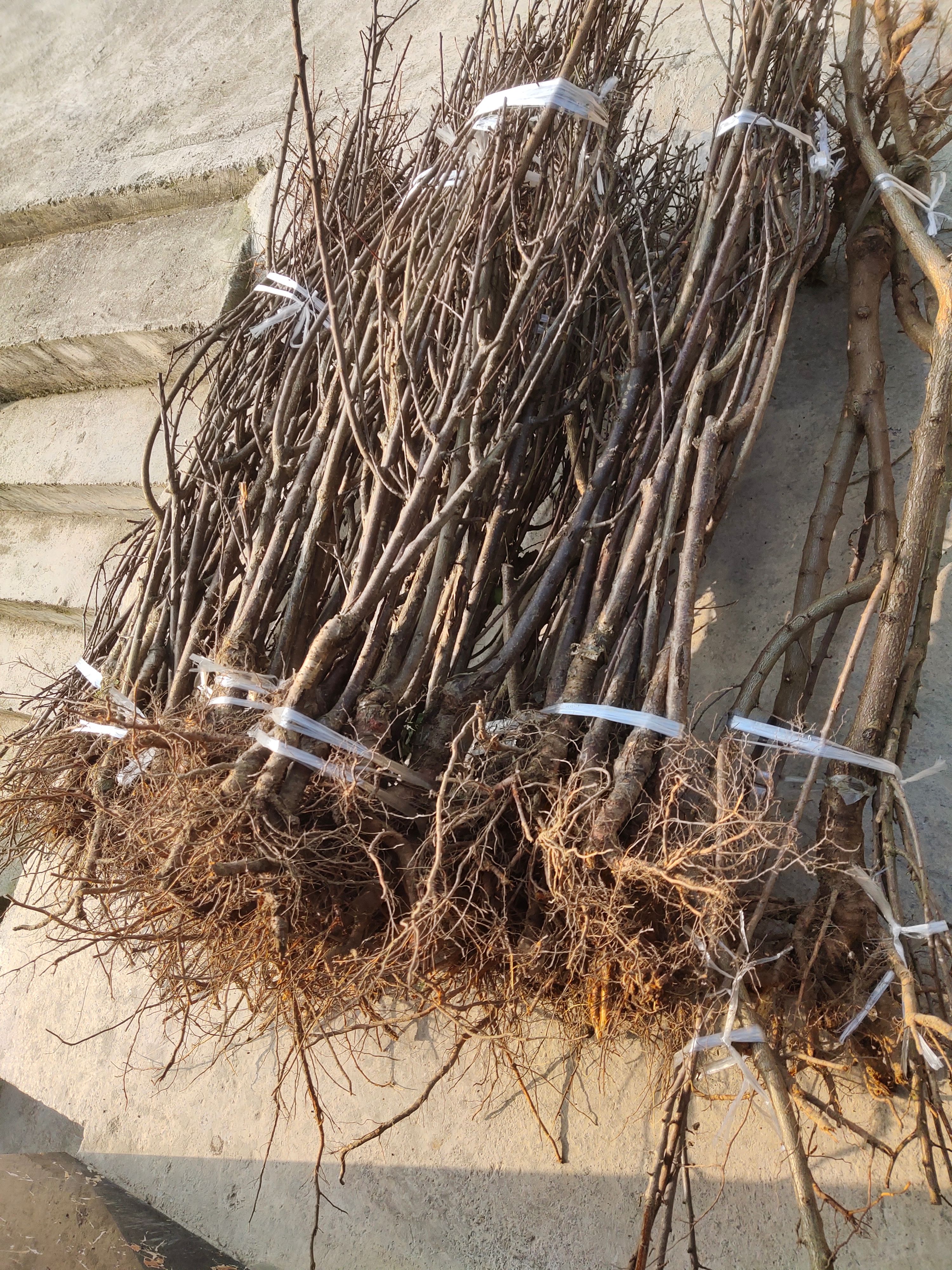 五月脆李苗  五月脆李子苗