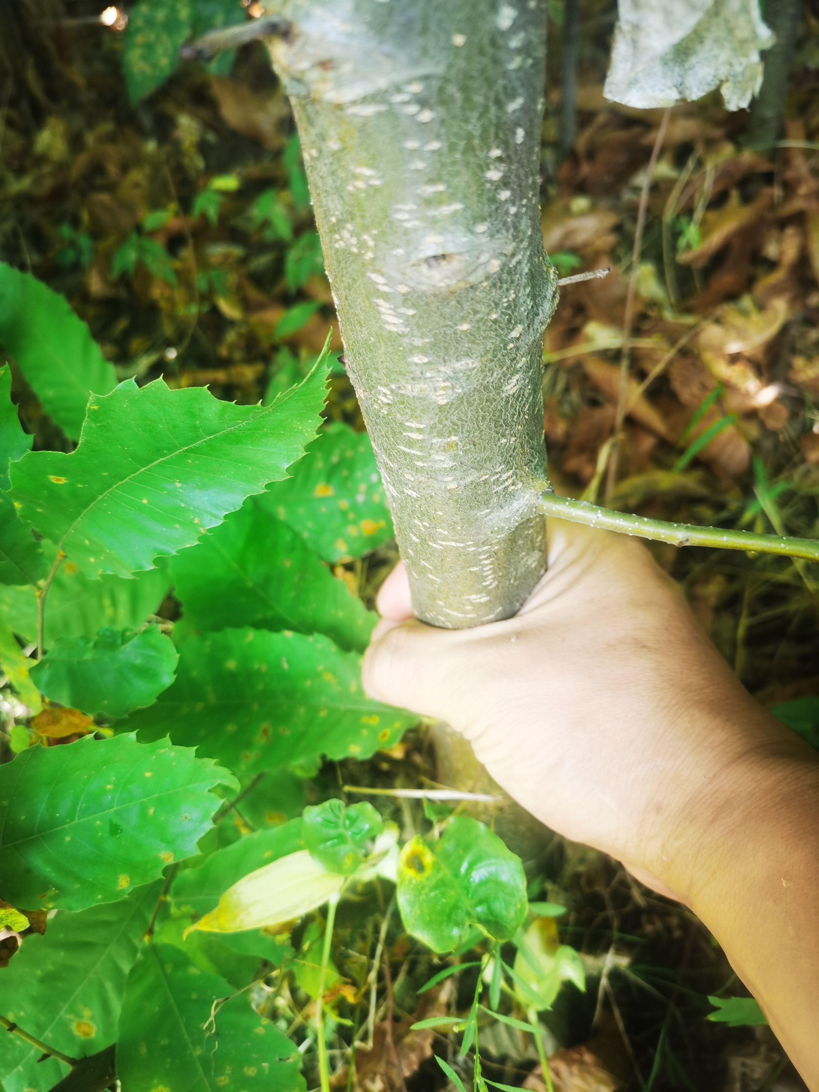 油栗苗  三年生油栗子苗预订，马上就要销售啦！欲购从速