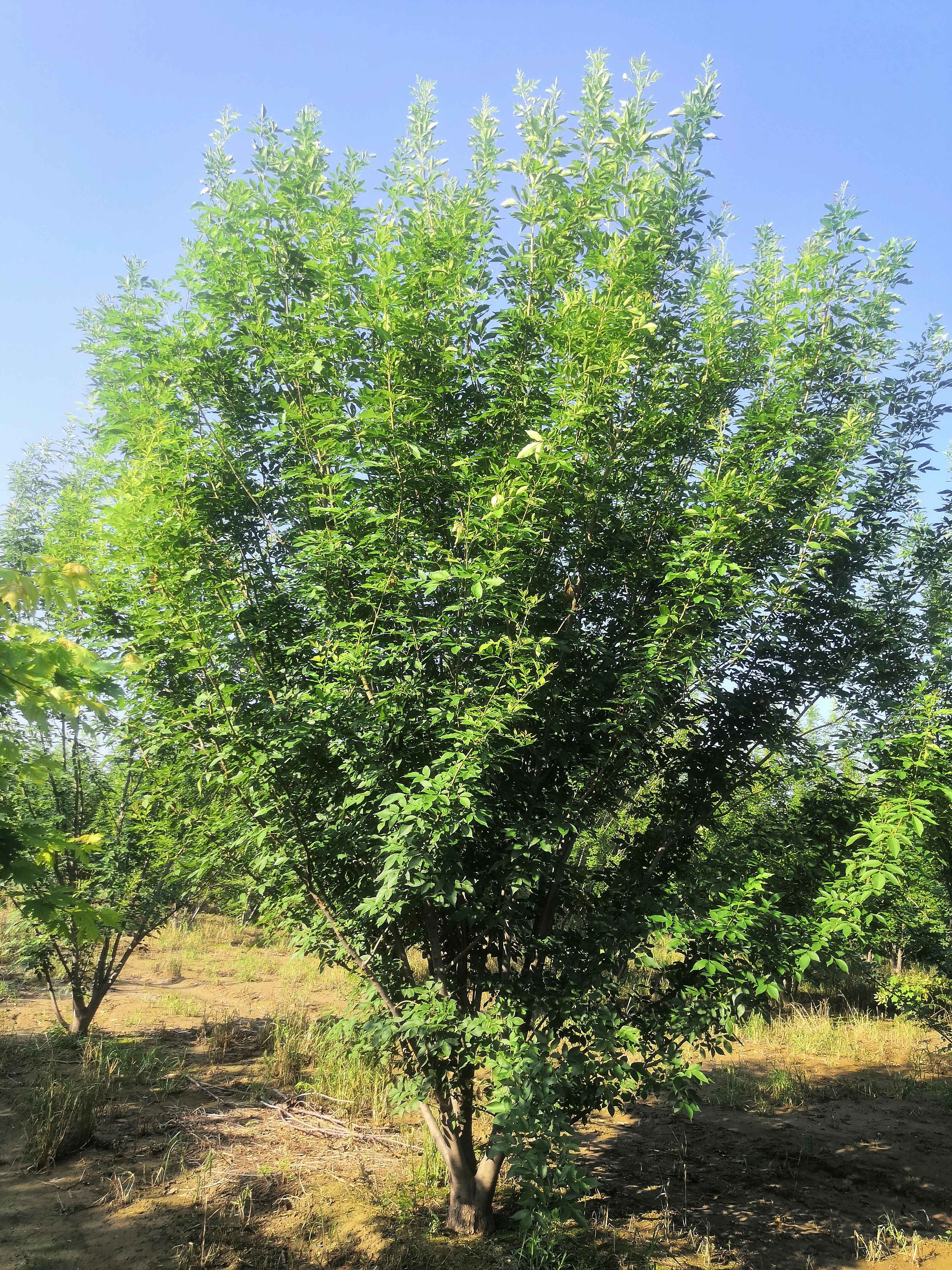 山东6米高丛生白蜡
