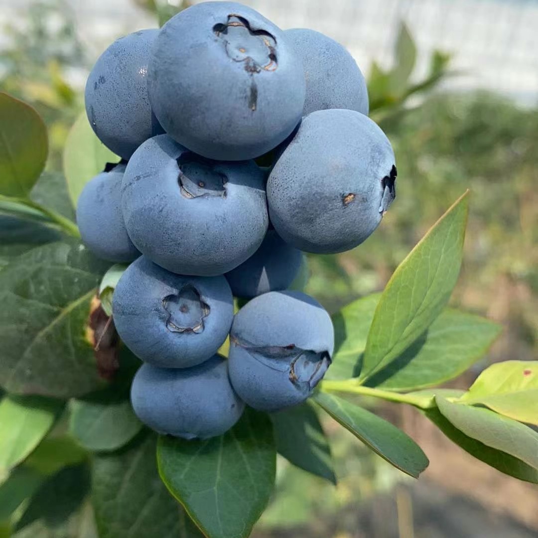 兔眼蓝莓  云南露天蓝莓，自家基地种植，8年蓝莓栽培经验，果大味甜。