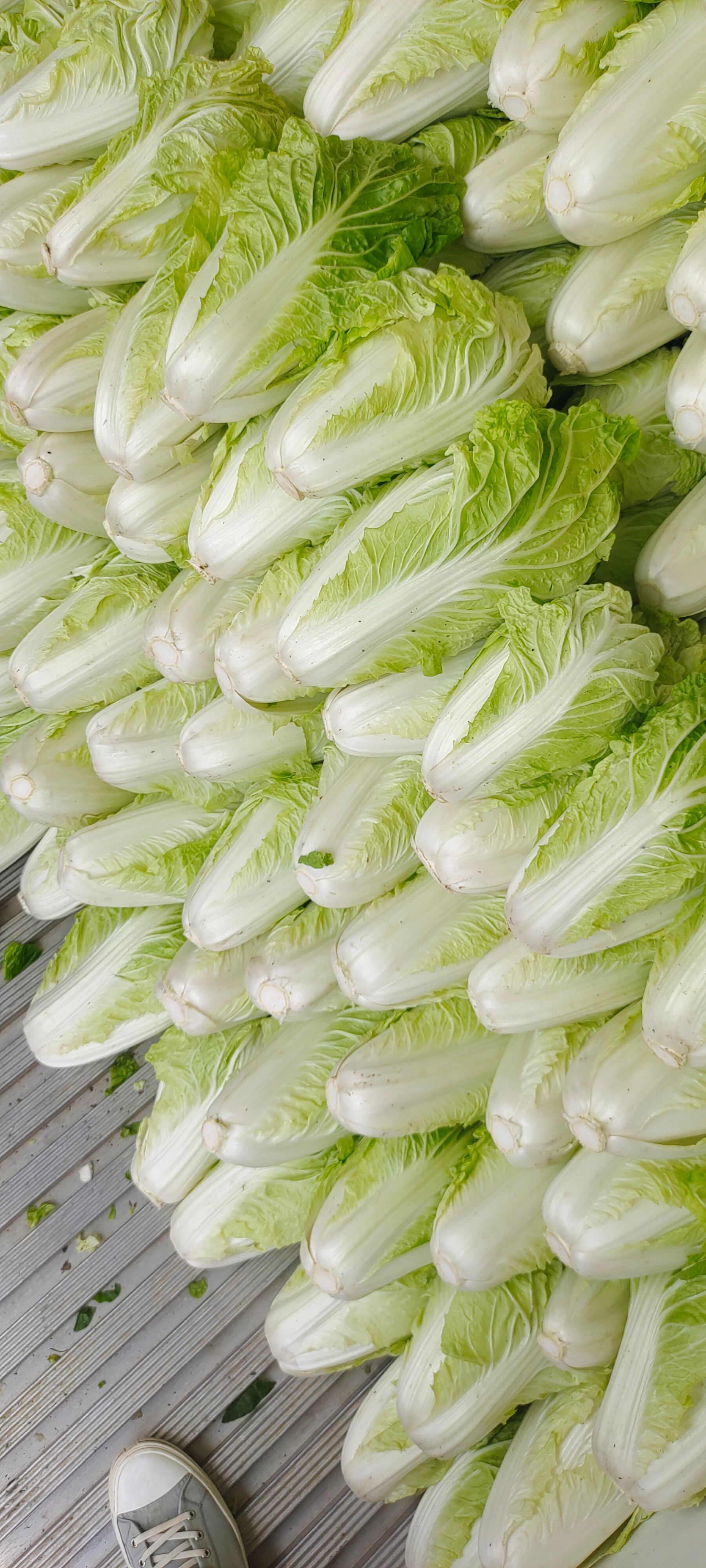 夏阳白菜，山东白菜大量供应，泰安白菜，抗热王白菜