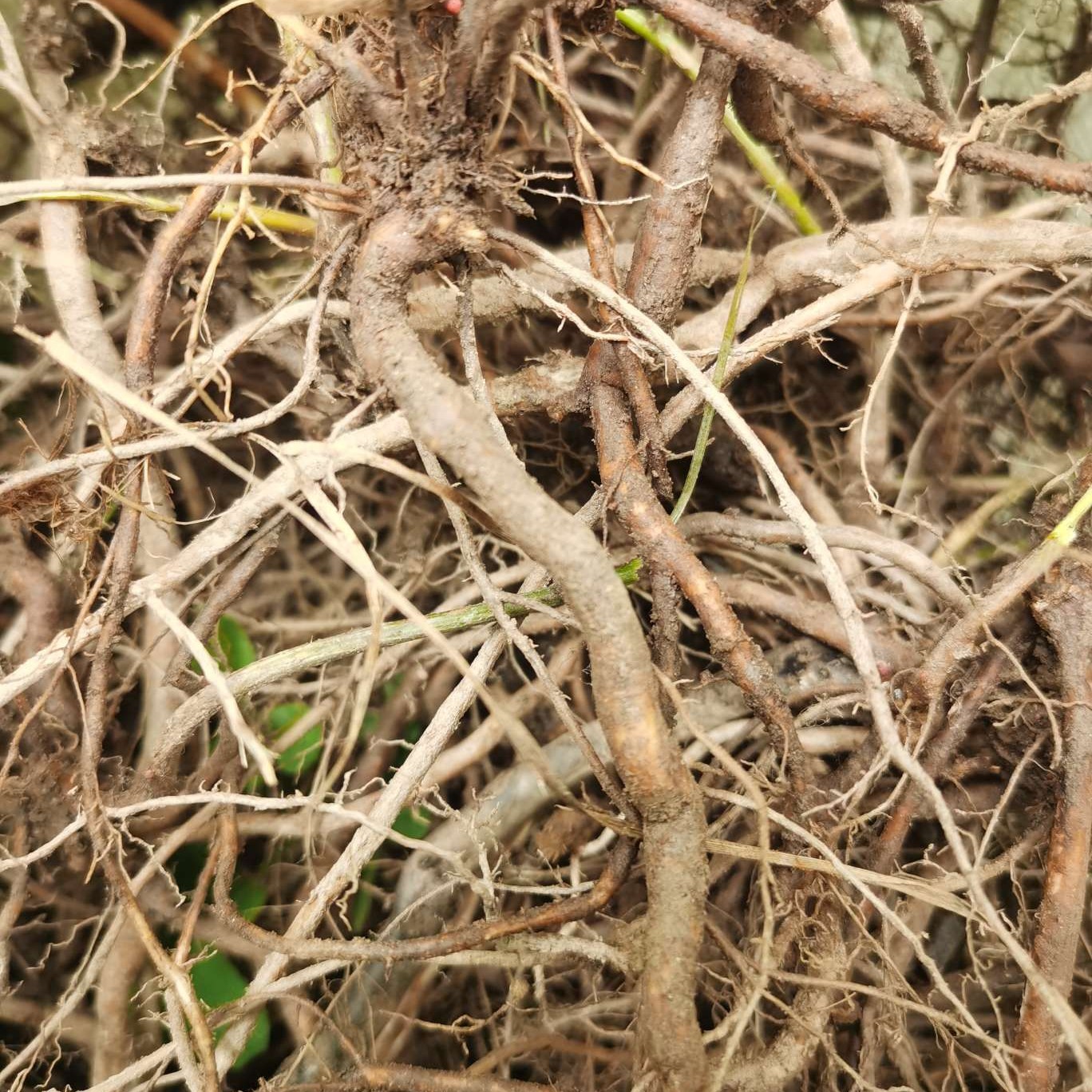 秦岭自生中草药小槐花饿蚂蝗山蚂蝗小儿疳积鲜货干品2斤包邮