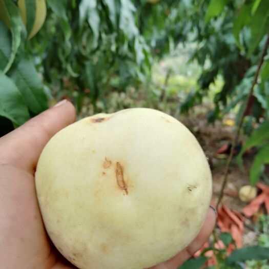 沂水县金秋红密 金秋红蜜