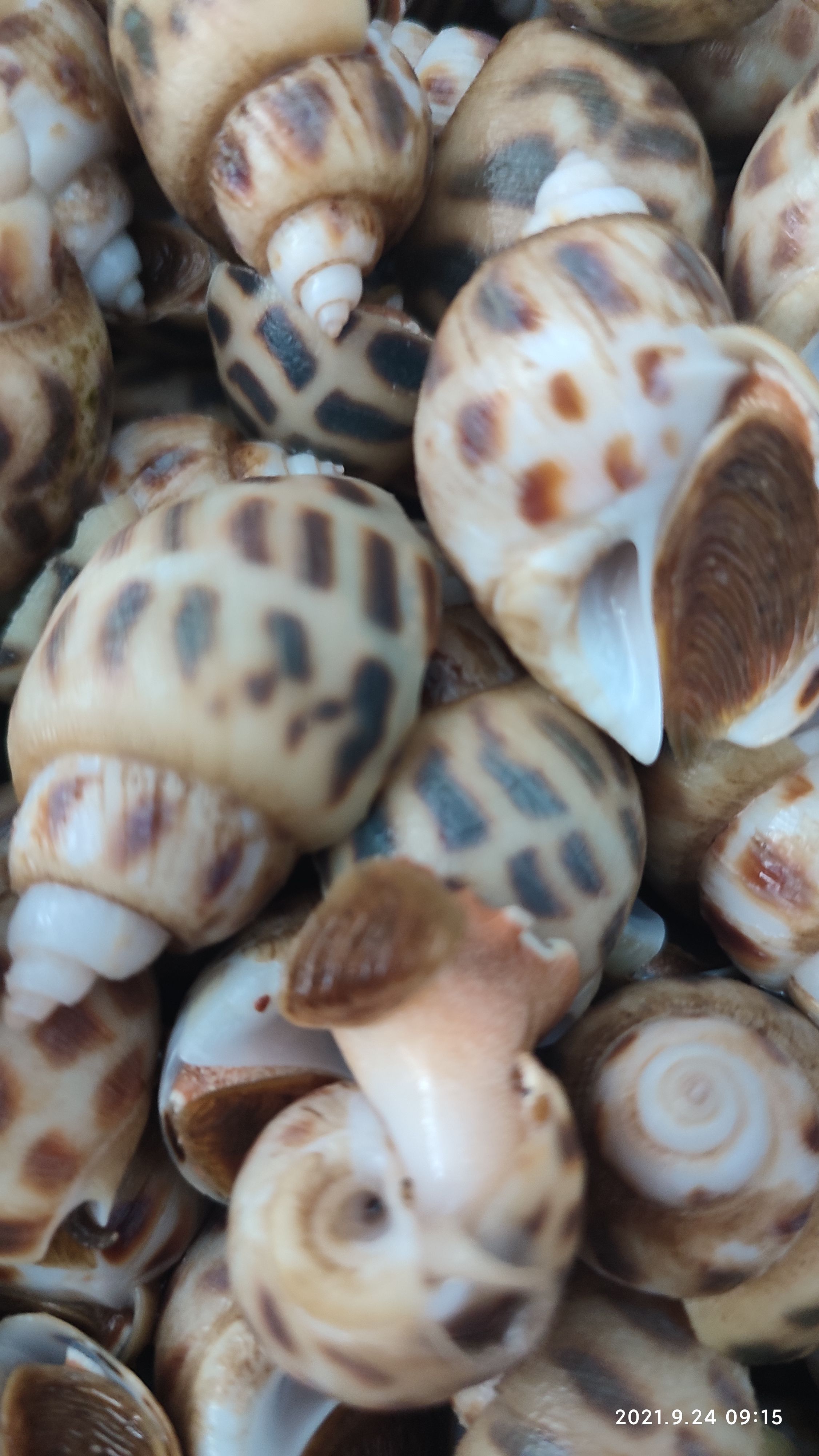 东风螺花螺香螺海螺