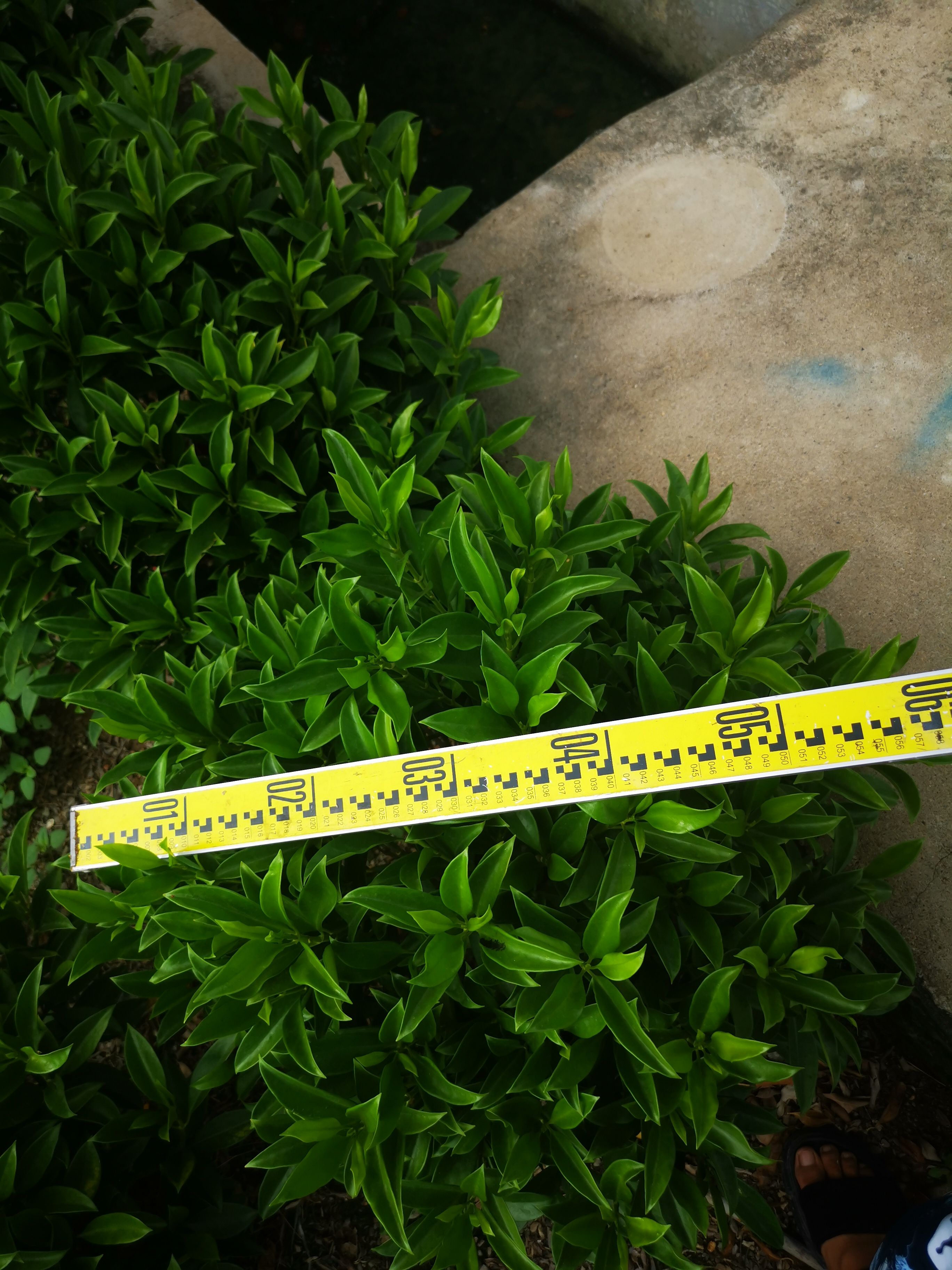  非洲茉莉