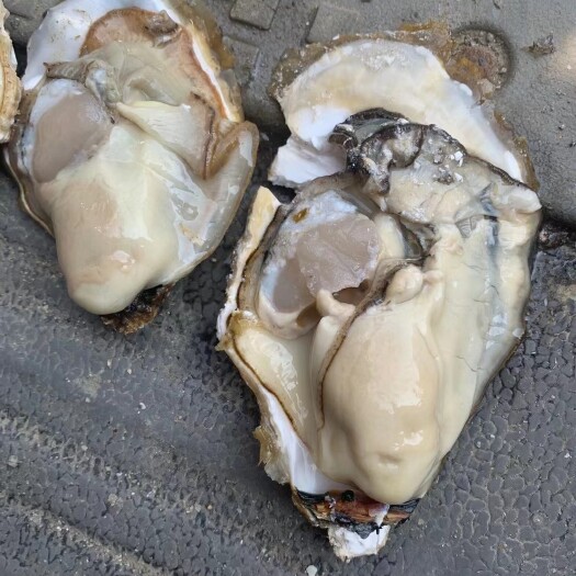 佛山乳山蚝1+精品牡蛎整只带壳生蚝高压锅烧烤热卖净化蚝产地一手货