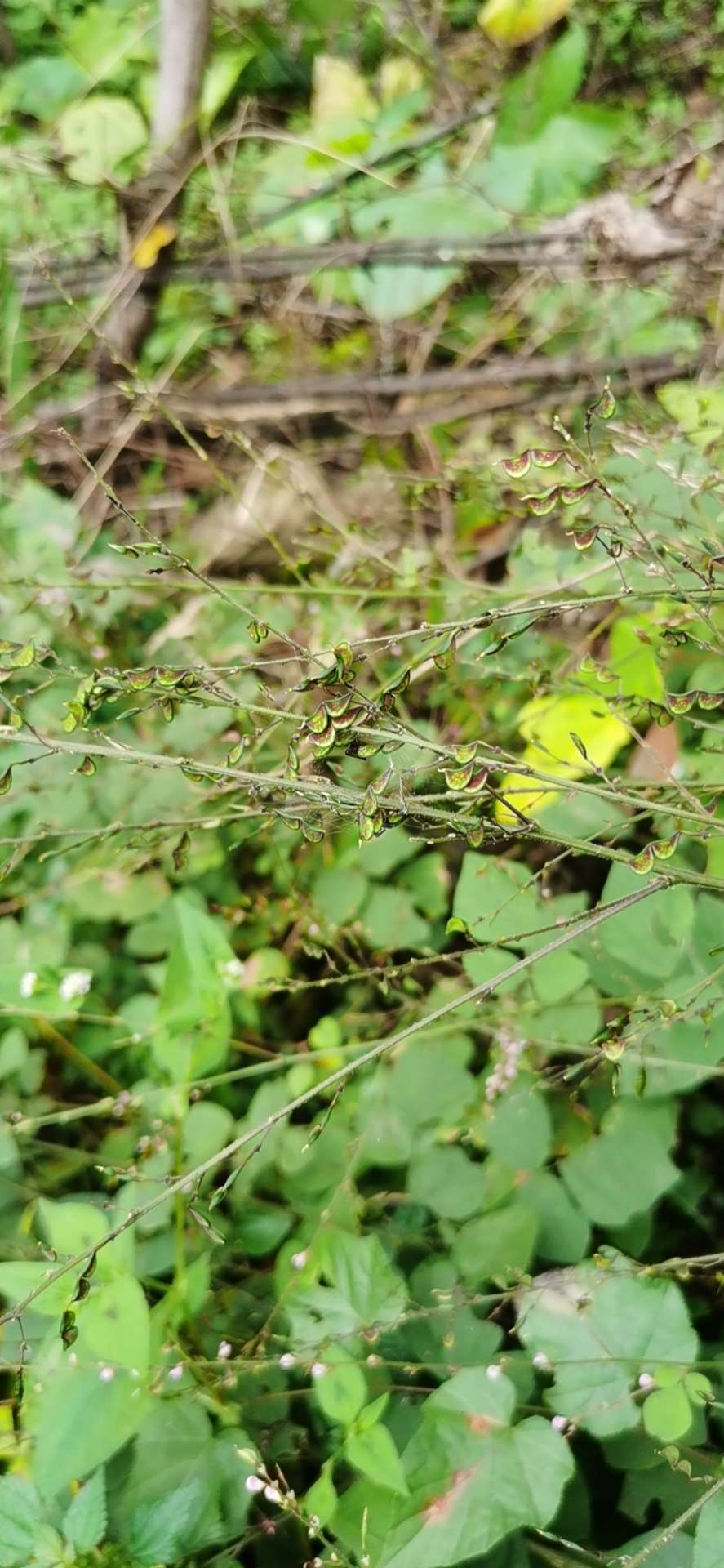 秦岭自生中草药小槐花饿蚂蝗山蚂蝗小儿疳积鲜货干品2斤包邮