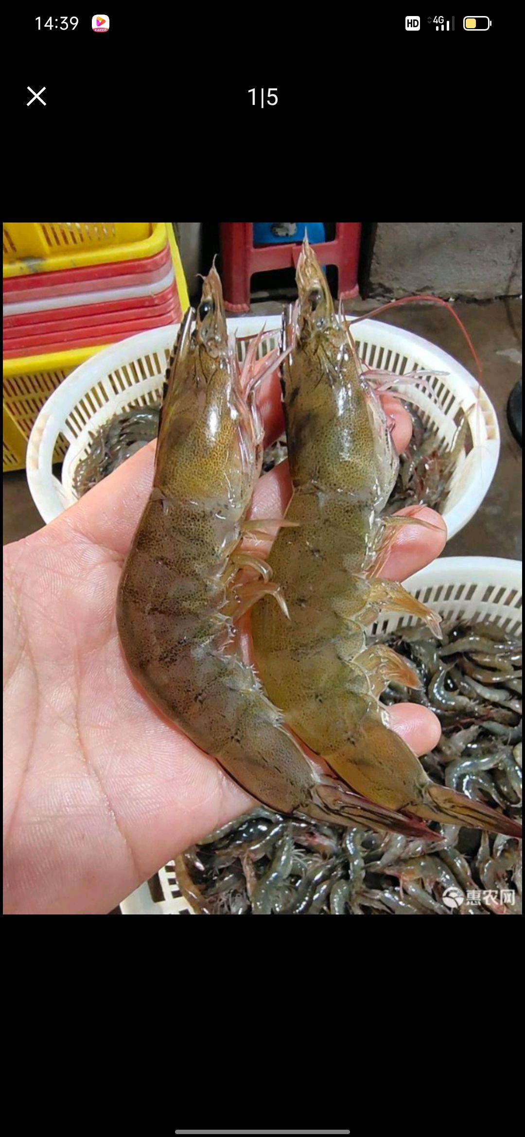 南美白对虾 新型对虾养殖场直销