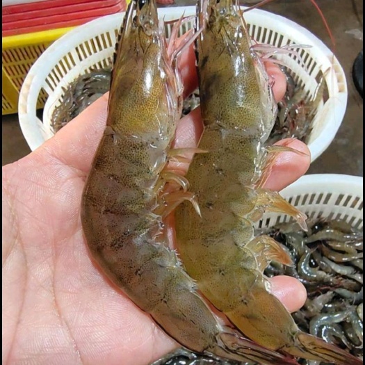 南美白对虾 新型对虾养殖场直销