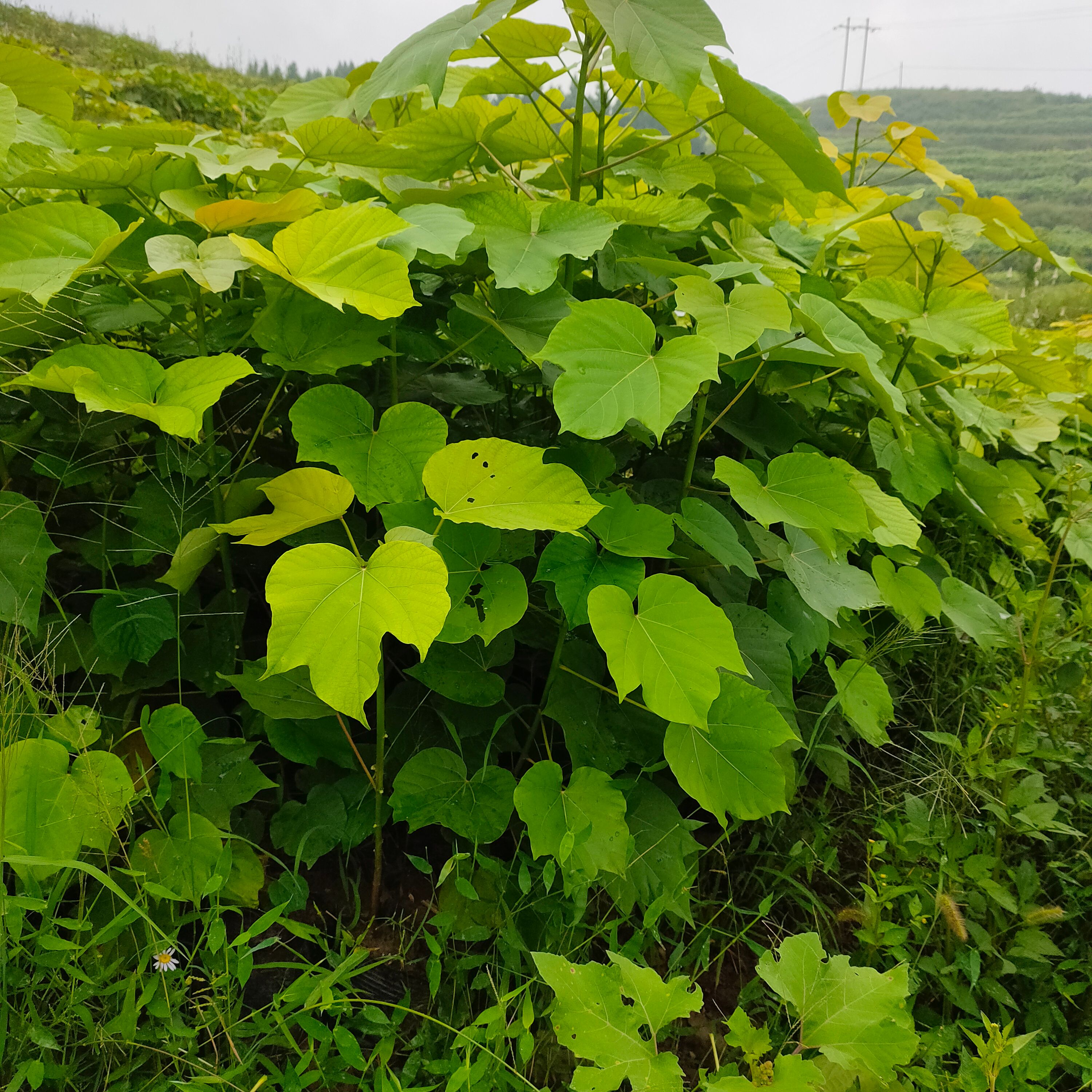 油桐树苗批发采购基地，买油桐苗请选择重庆俊尧专业油桐培育公司