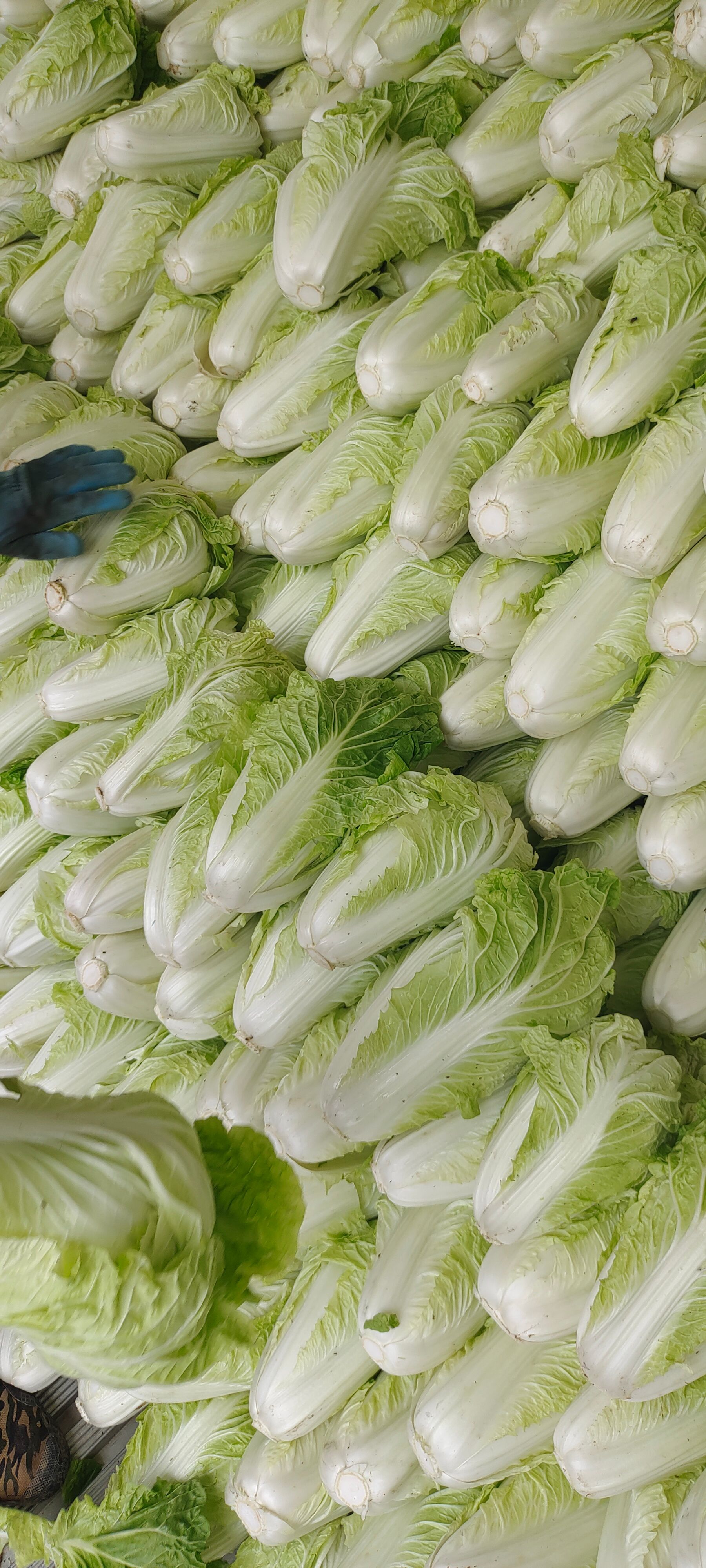 夏阳白菜，山东白菜大量供应，泰安白菜，抗热王白菜