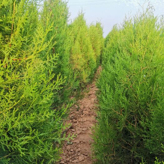 绛县大量供应1.5-2米成型侧柏