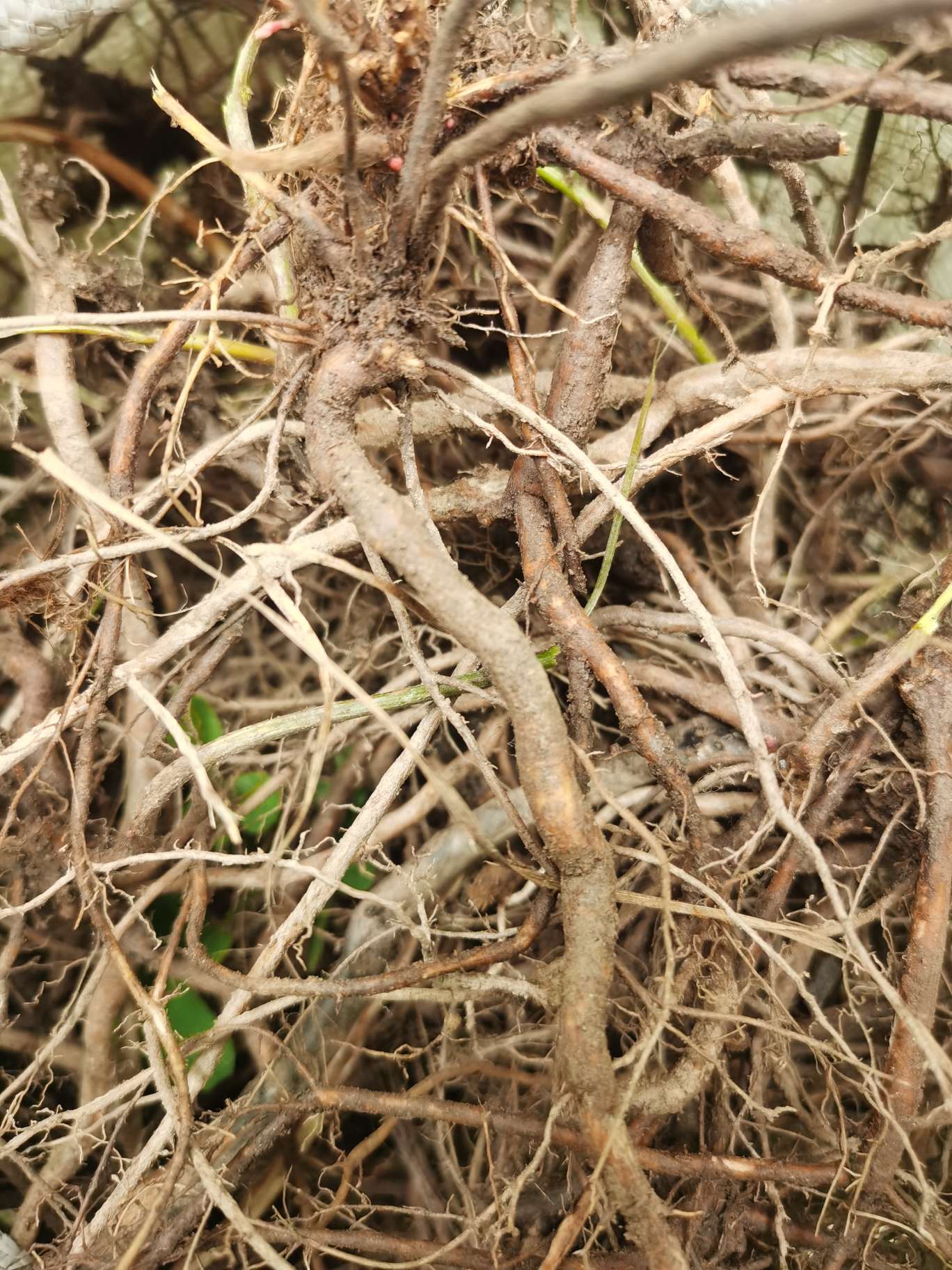 秦岭自生中草药小槐花饿蚂蝗山蚂蝗小儿疳积鲜货干品2斤包邮