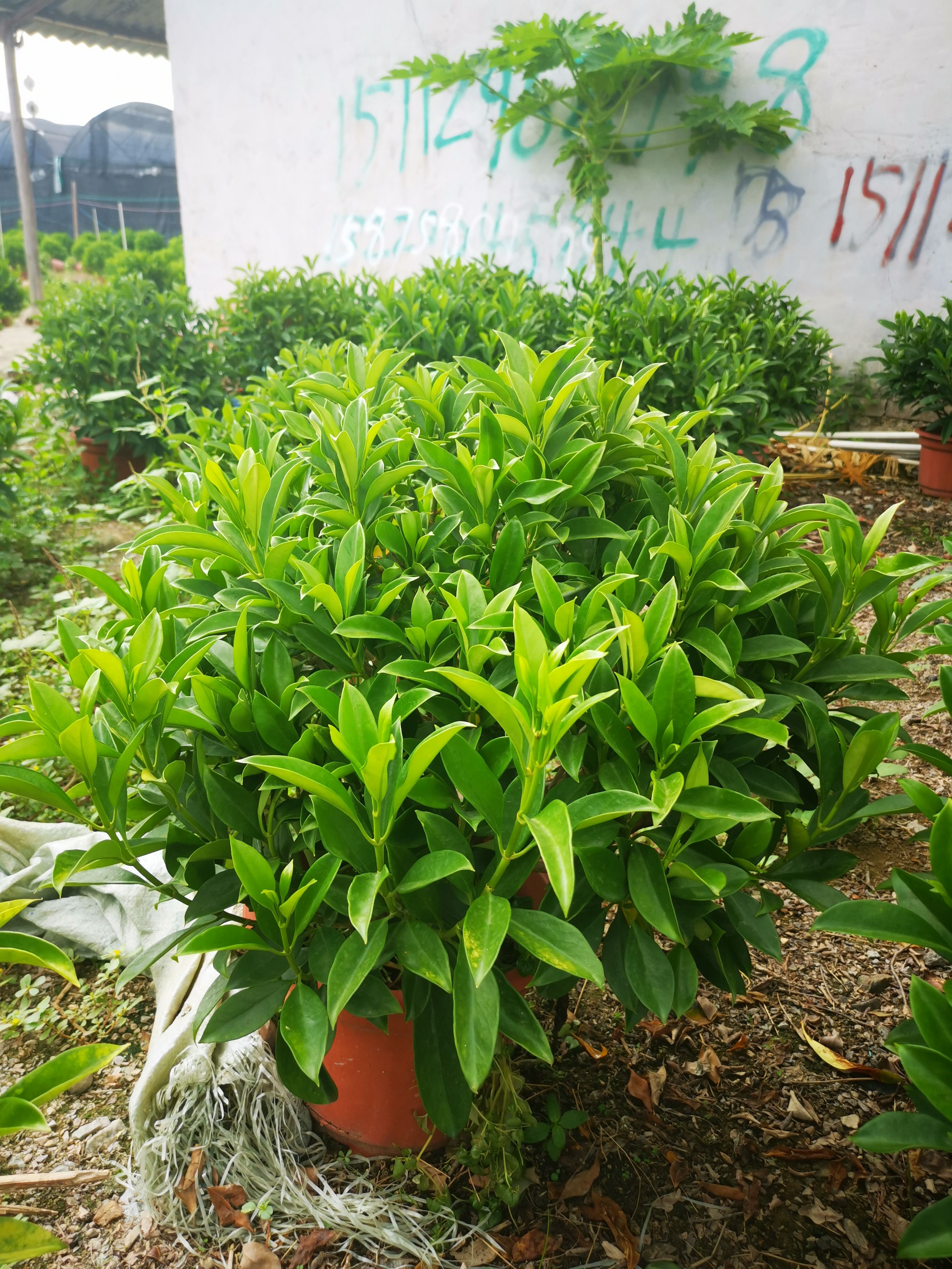  非洲茉莉