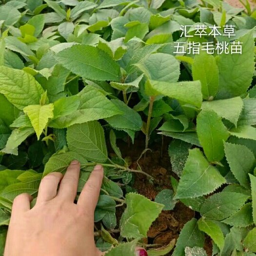 金秀县五指毛桃苗