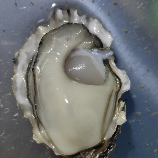 佛山长牡蛎  【鲜活】山东乳山生蚝鲜活海鲜水产日照海蛎子新鲜牡蛎4+规格