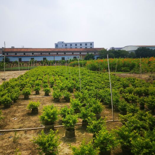 肇庆金叶假连翘 黄金叶