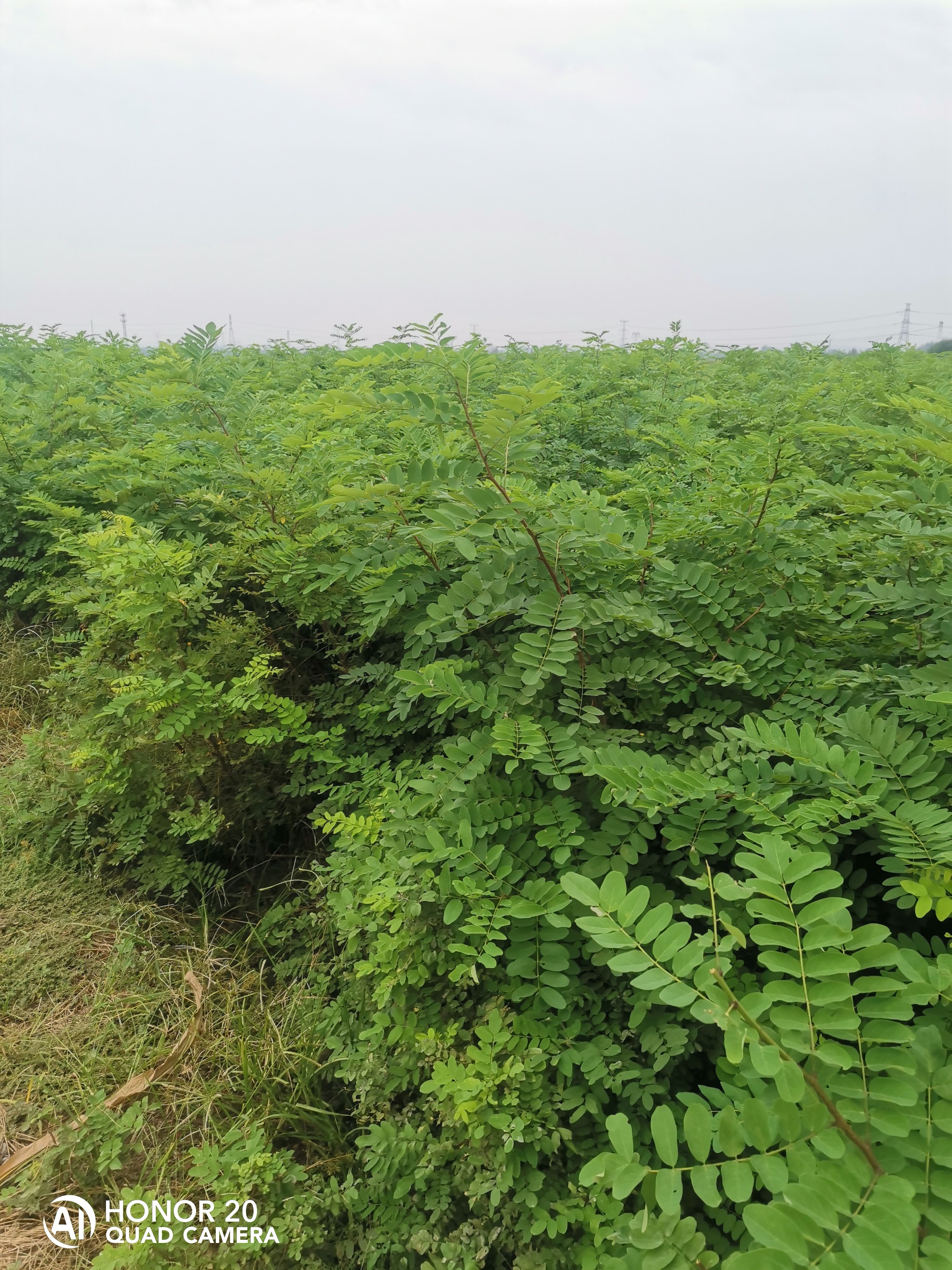 毛洋槐树苗  刺槐苗，刺槐小苗，香花槐，根系发达，成活率