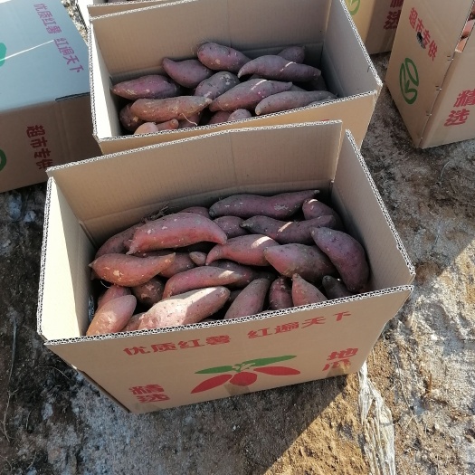 邹城市济薯26精品小薯，1到3两，袋装，箱装
