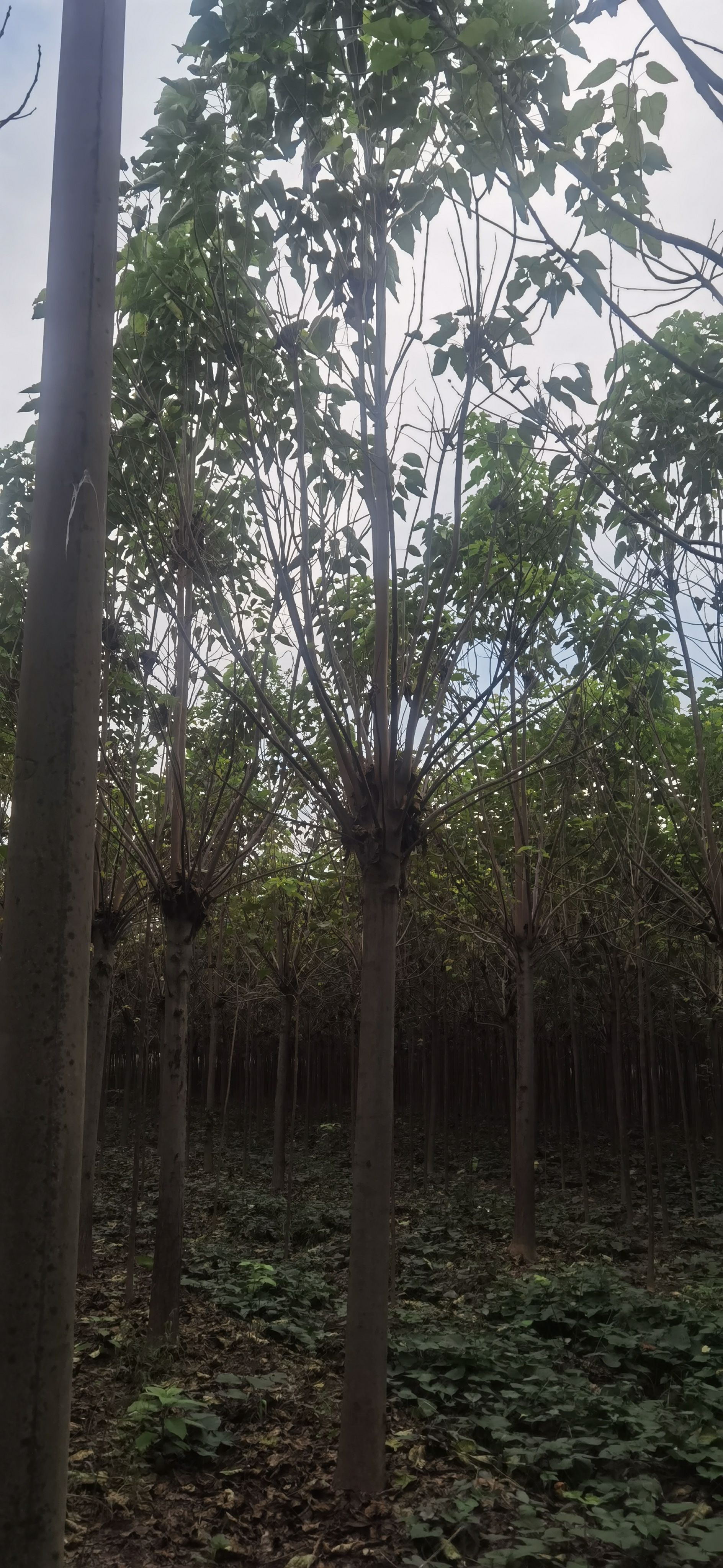 金丝楸 楸树，梓树