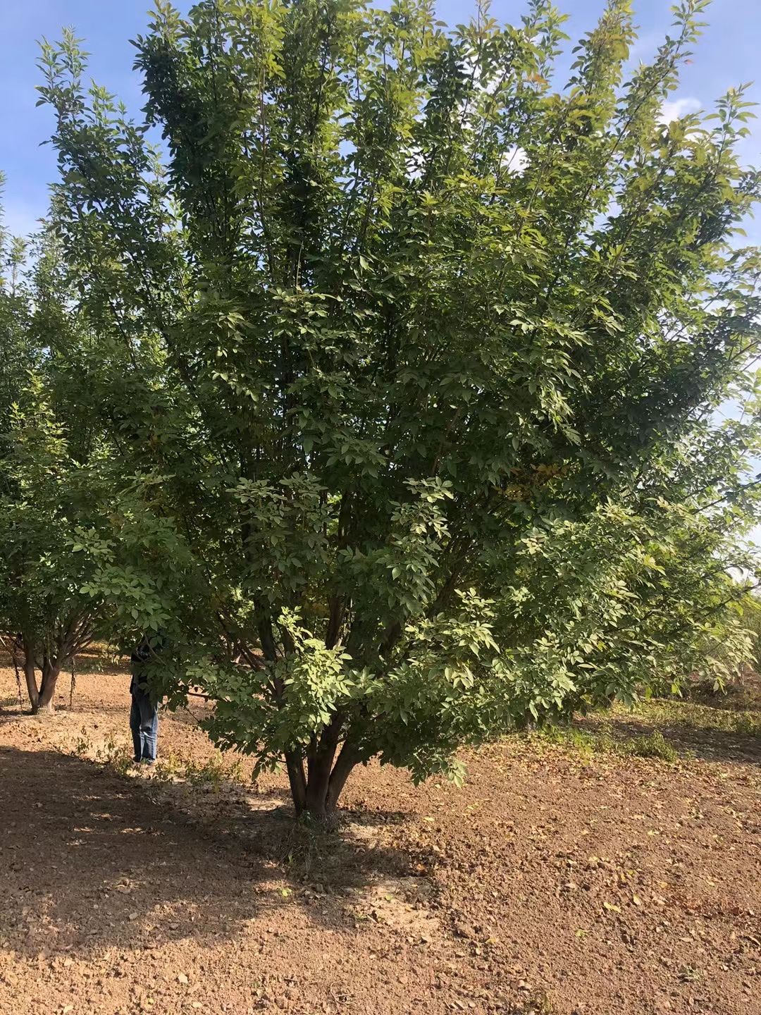 山东6米高丛生白蜡