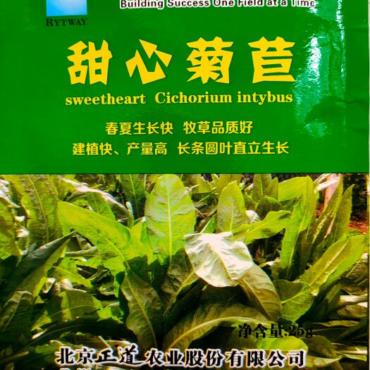  蔬菜种子 苦苣种子 阳台庭院盆栽水果蔬果籽 苦苣 易种植