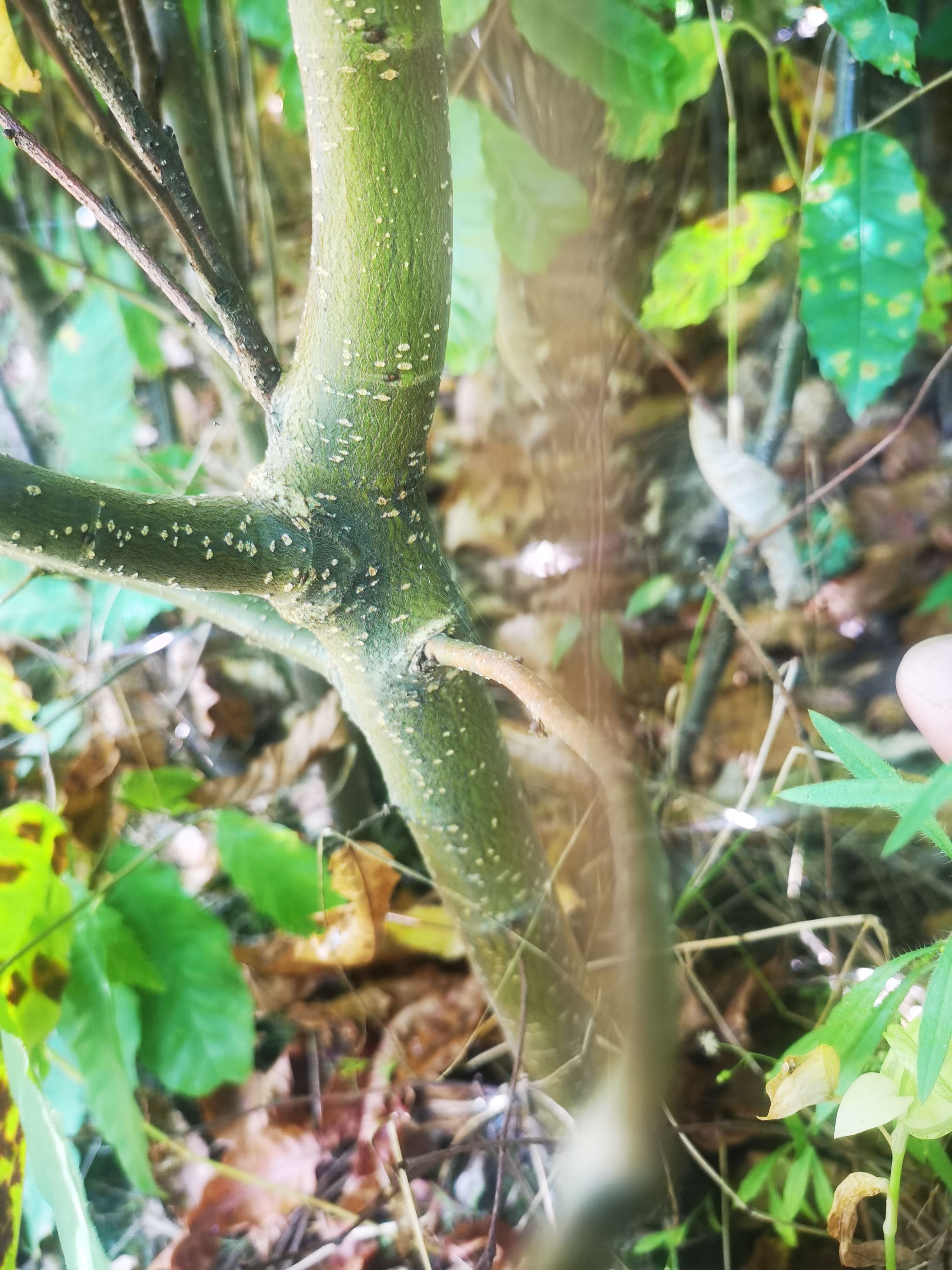 油栗苗  三年生油栗子苗预订，马上就要销售啦！欲购从速