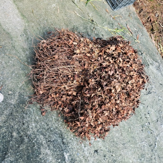 桂林 鱼腥草干货