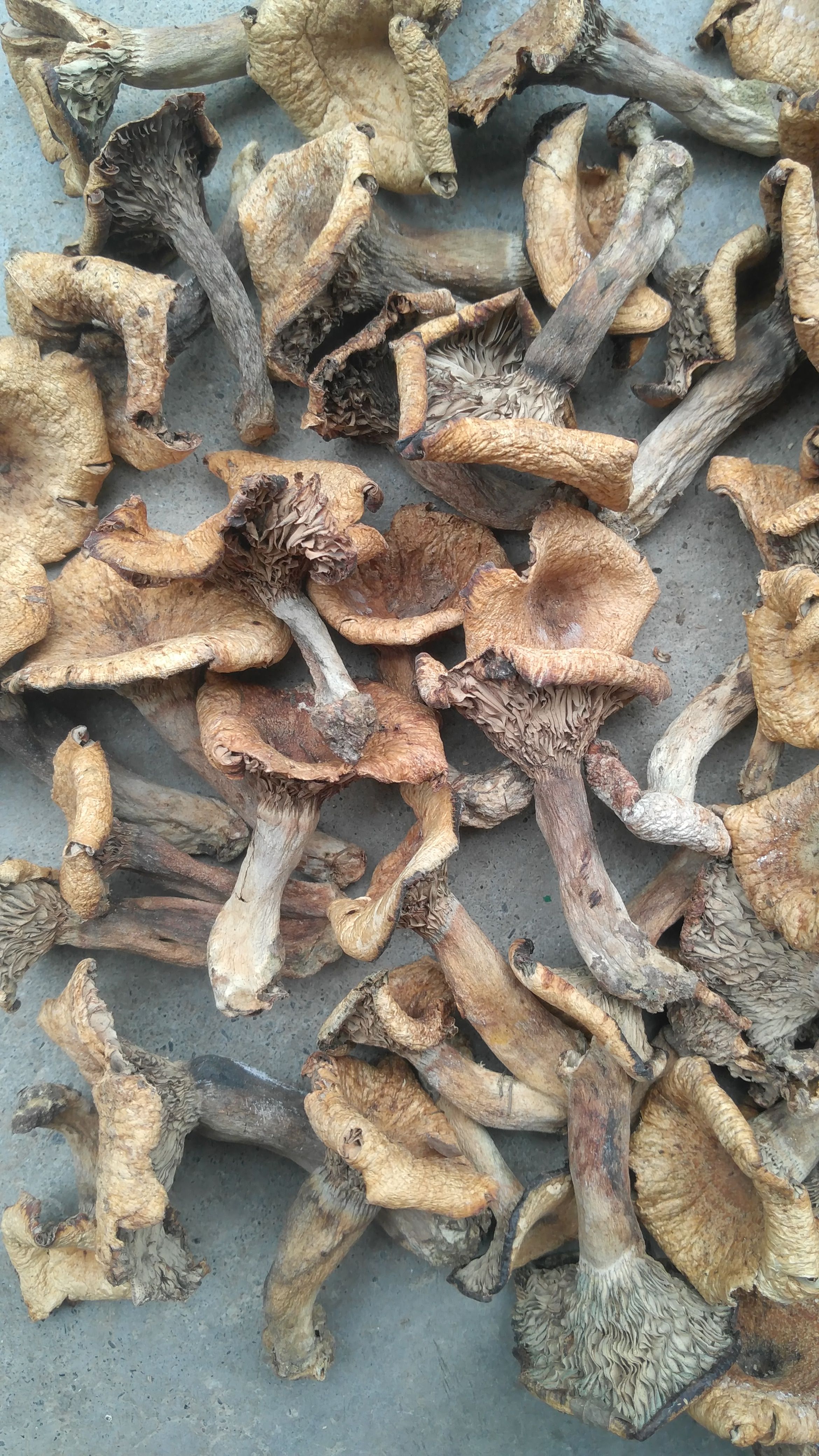 松树菌，别名松乳菇、铜绿菇，自然生长无污杂，干货无霉无杂