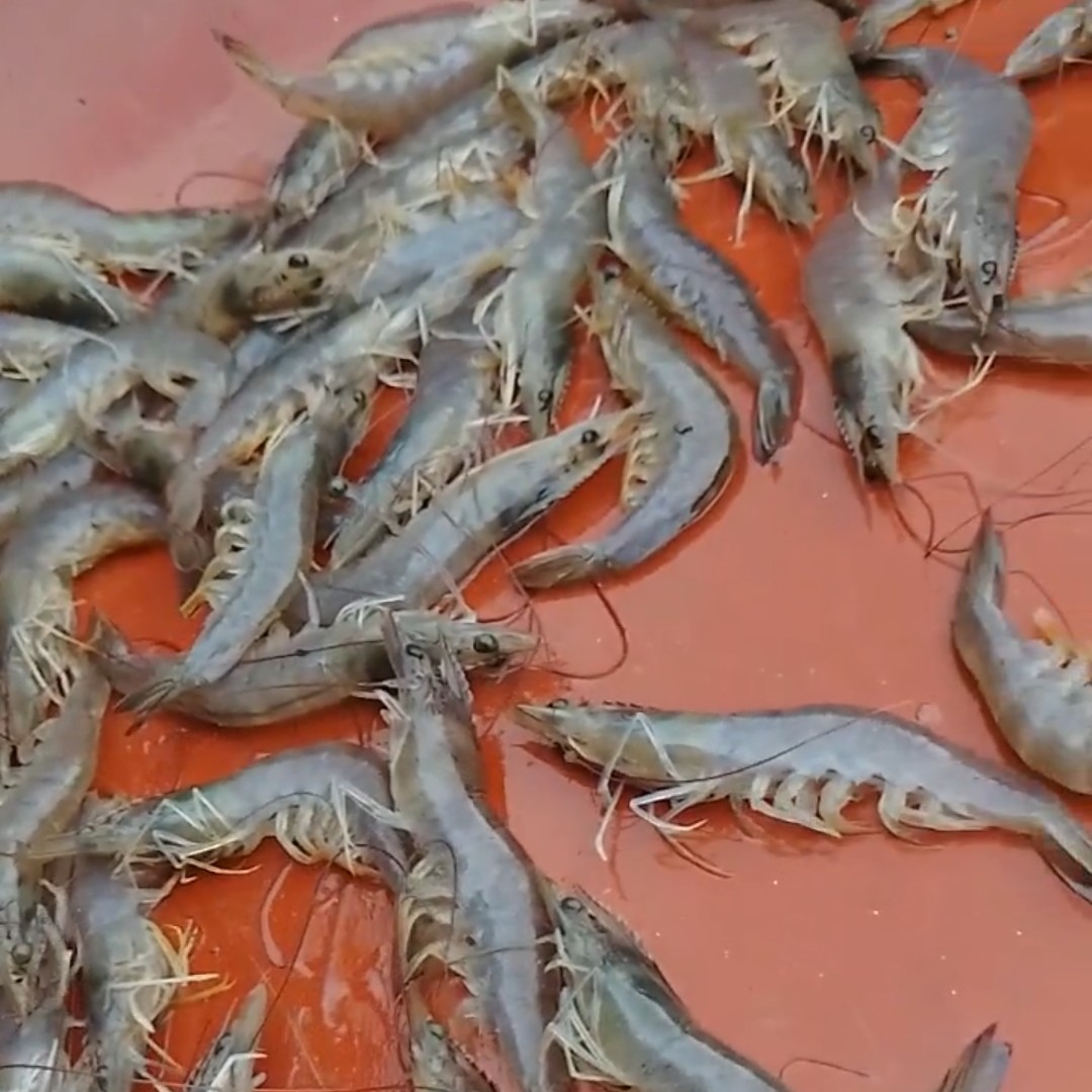  广西对虾，生猛虾，活虾