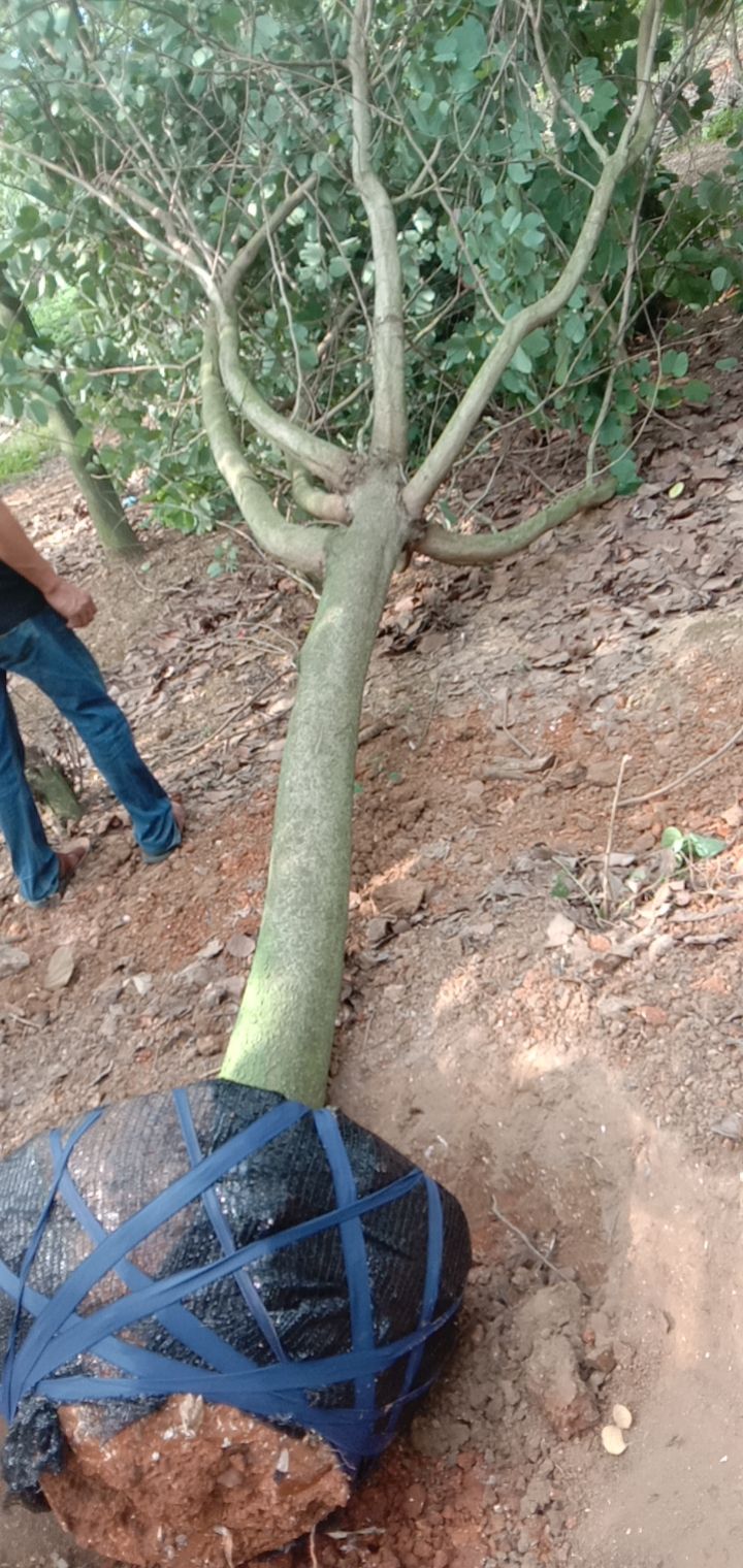  宫粉紫荊，大腹木棉