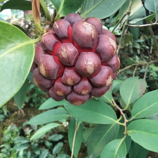恭城县 黑老虎