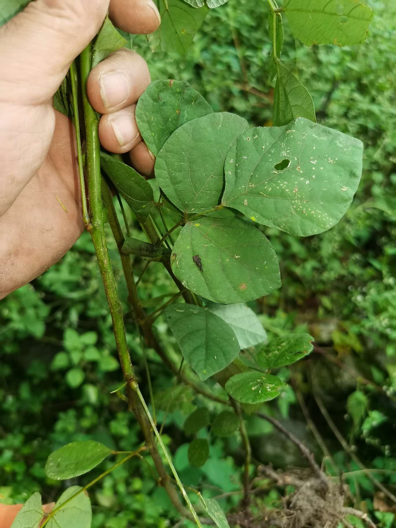 秦岭自生中草药小槐花饿蚂蝗山蚂蝗小儿疳积鲜货干品2斤包邮