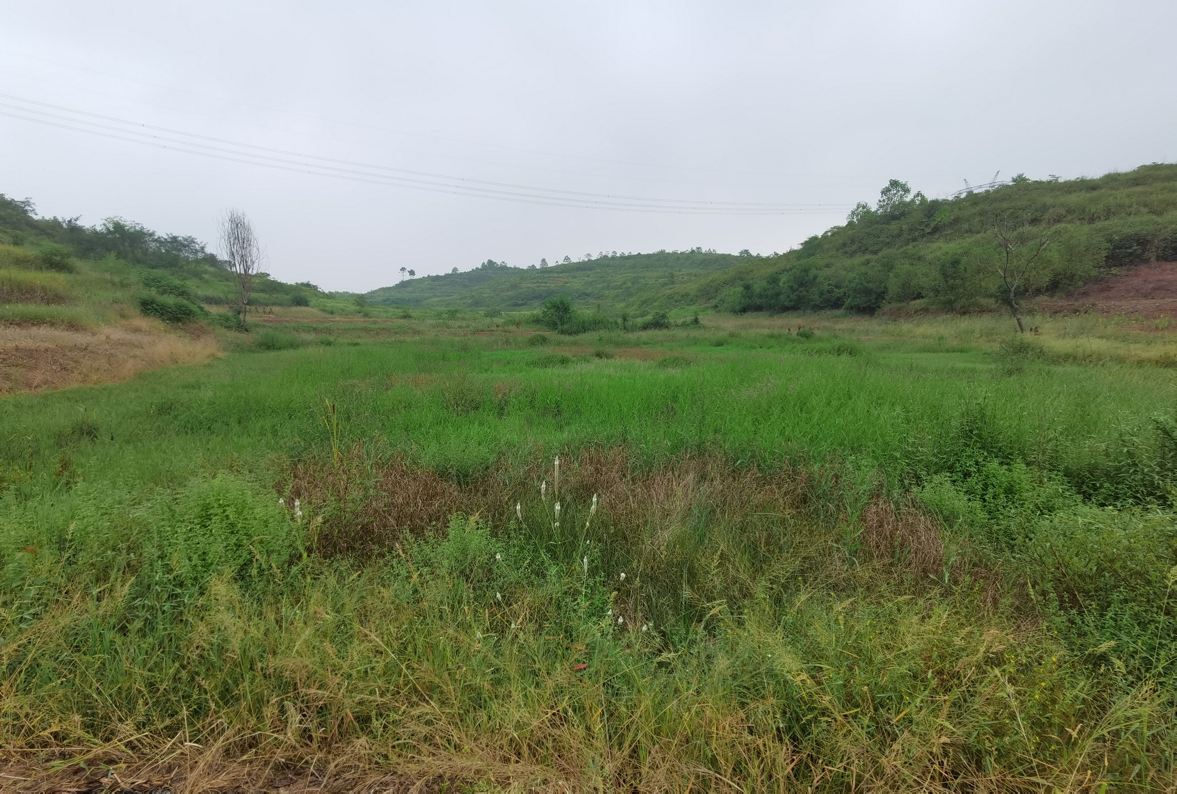 农村1800亩山地荒山出租流转