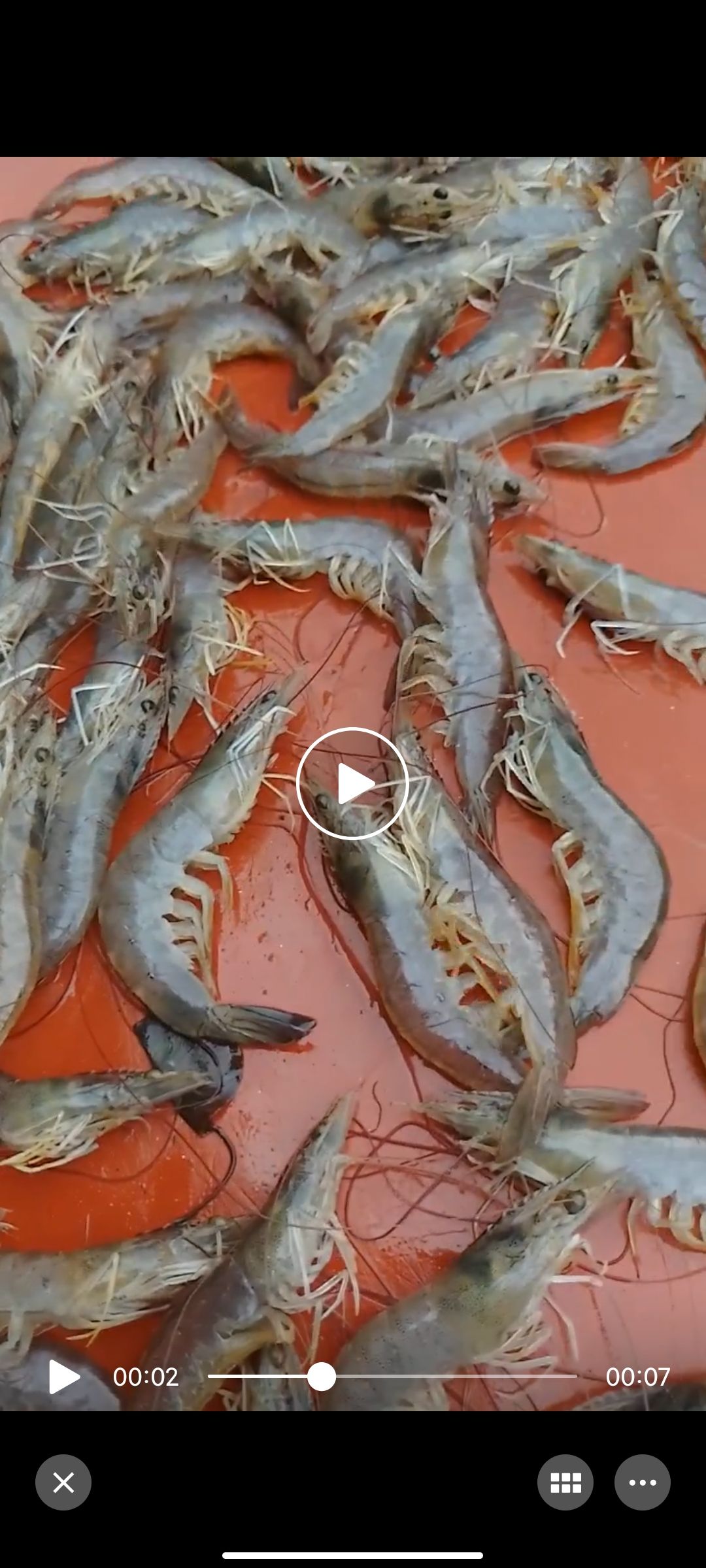  广西对虾，生猛虾，活虾